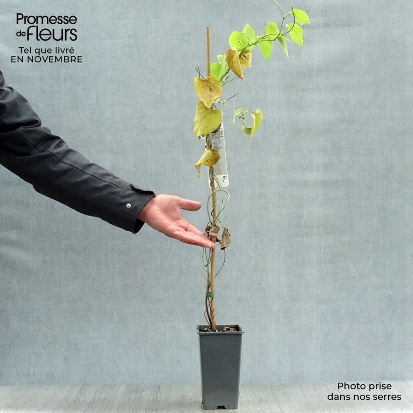 Exemplaar van Aristolochia macrophylla - Grote pijpbloem Pot van 2 l/3 l zoals geleverd in de herfst