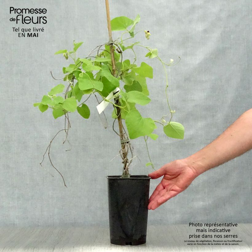 Exemplaar van Aristolochia macrophylla - Grote pijpbloem Pot van 2 l/3 l zoals geleverd in de lente