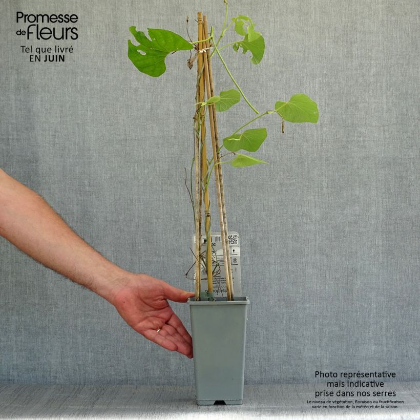 Exemplaar van Aristolochia macrophylla - Grote pijpbloem Pot van 1 l/1,5 l zoals geleverd in de zomer