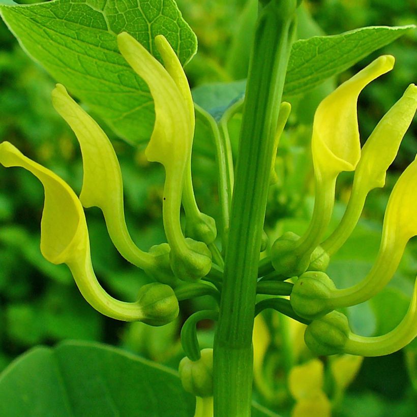 Aristolochia clematitis - Pijpbloem (Bloei)
