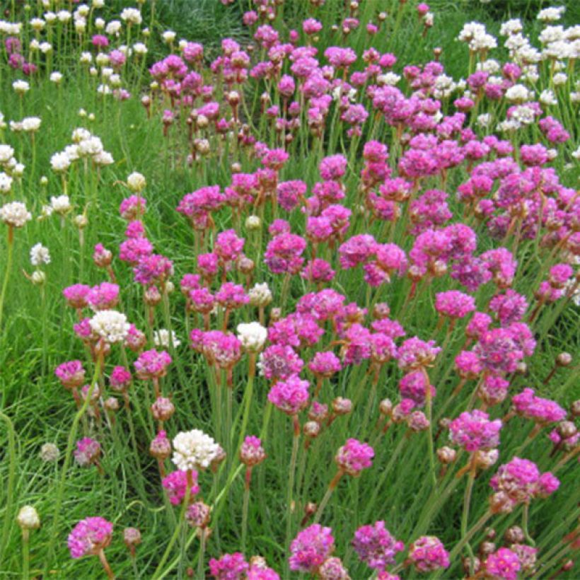 Armeria maritima splendens - Strandkruid (Bloei)