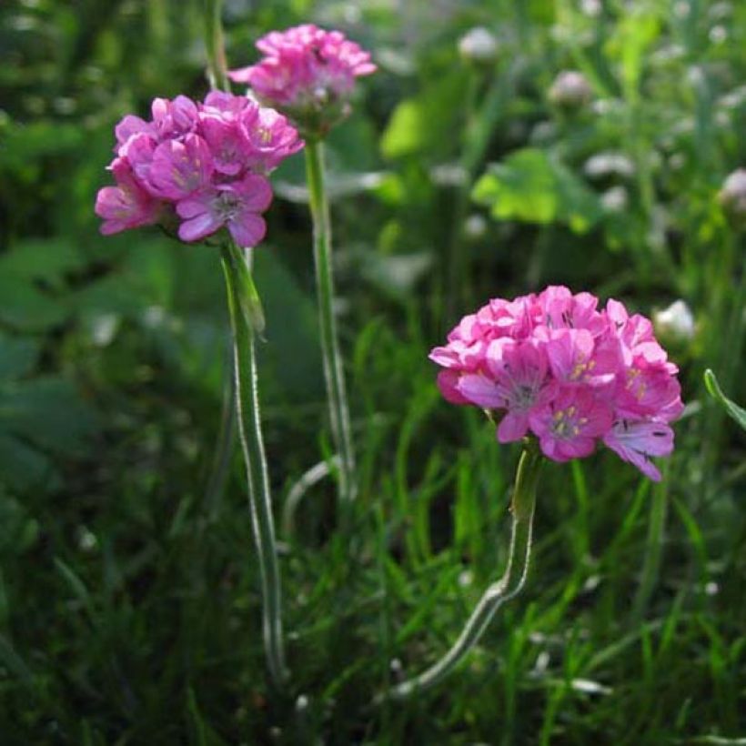 Armeria maritima Rosea - Engels gras (Groeiplaats)