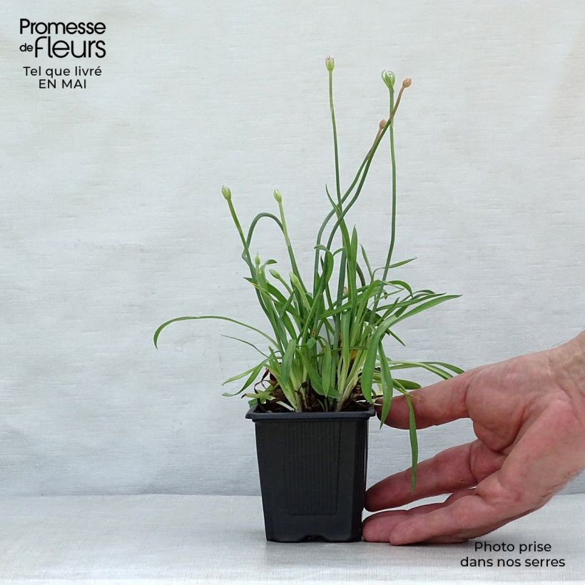 Exemplaar van Armeria pseudarmeria Ballerina Lilac - Engels gras Kweekpotje van 8/9 cm zoals geleverd in de lente