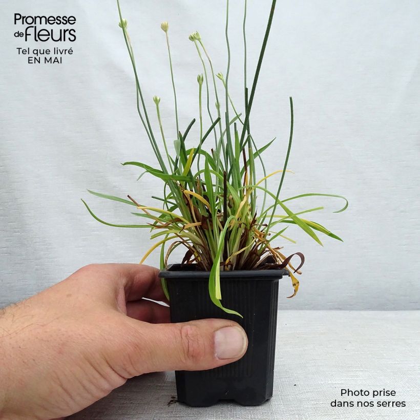 Example of Armeria pseudarmeria Ballerina Red - Engels gras Kweekpotje van 8/9 cm as you get in printemps