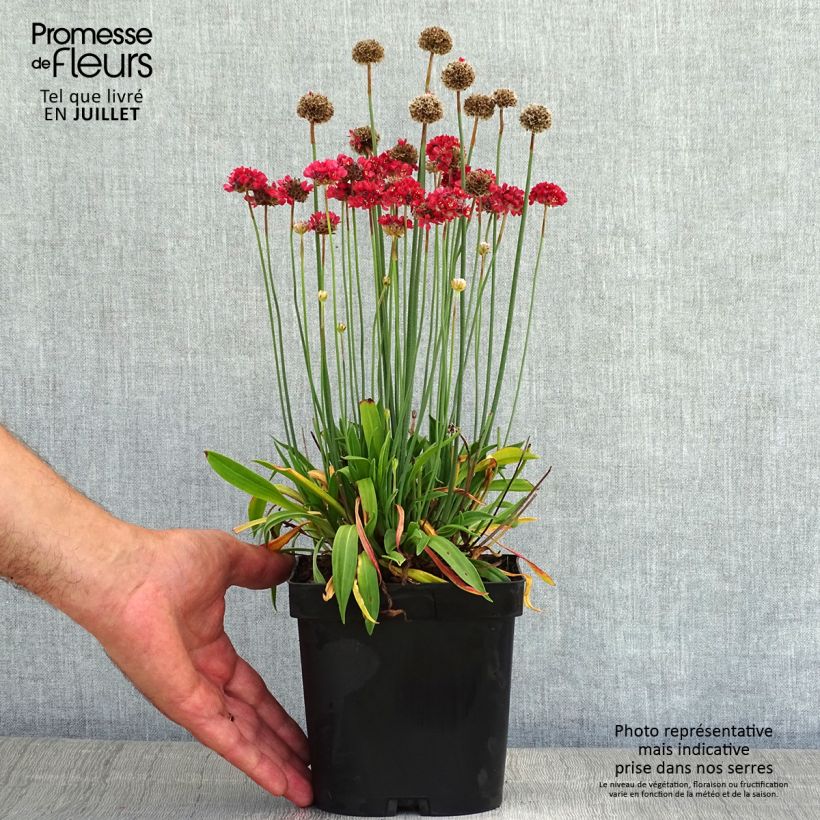 Exemplaar van Armeria pseudarmeria Ballerina Red - Engels gras Pot van 2 l/3 l zoals geleverd in de zomer