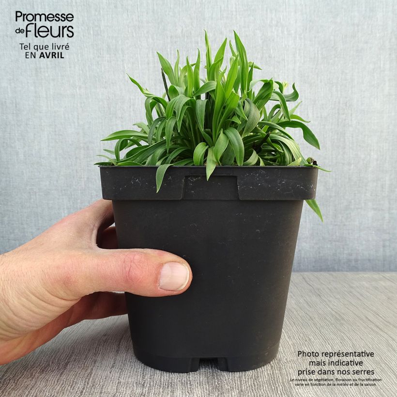 Example of Armeria pseudarmeria Ballerina Red - Engels gras Pot van 2 l/3 l as you get in printemps