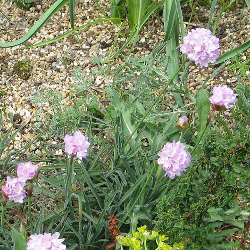 Armeria welwitschii - Engels gras (Bloei)