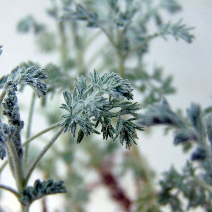 Artemisia arborescens Little Mice - Alsem (Blad)