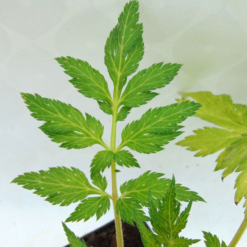 Artemisia lactiflora - Witte bijvoet (Blad)