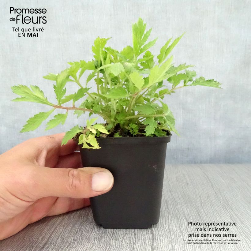 Exemplaar van Artemisia lactiflora - Witte bijvoet Kweekpotje van 8/9 cm zoals geleverd in de lente