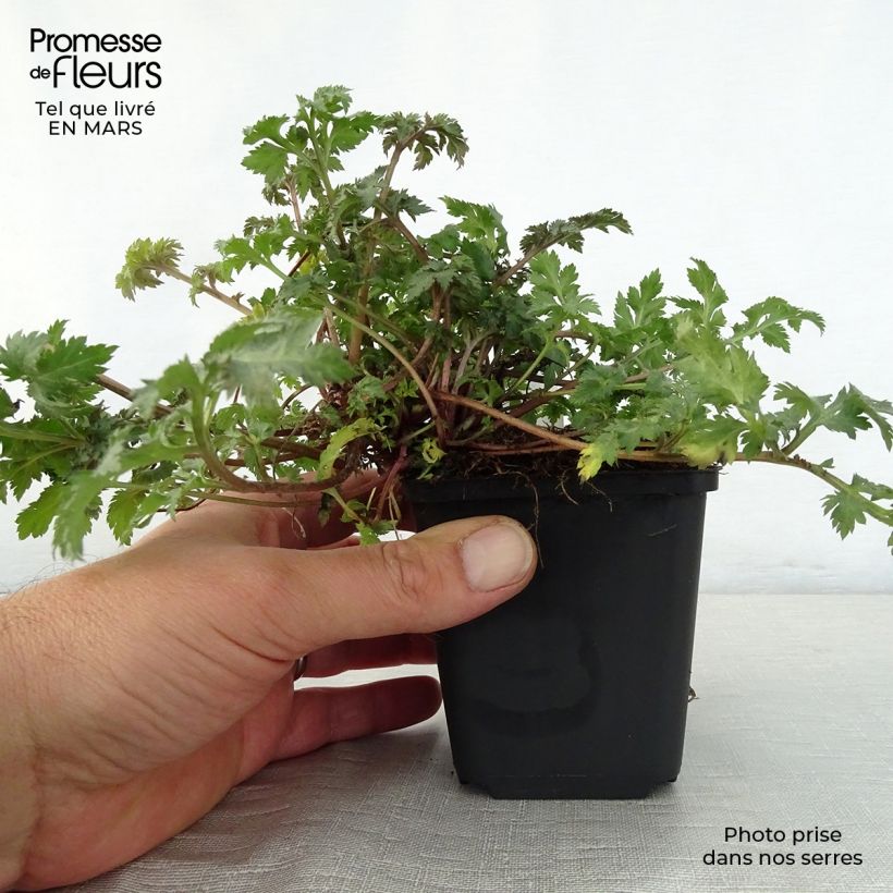 Exemplaar van Artemisia lactiflora Guizhou - Witte bijvoet Kweekpotje van 8/9 cm zoals geleverd in de lente