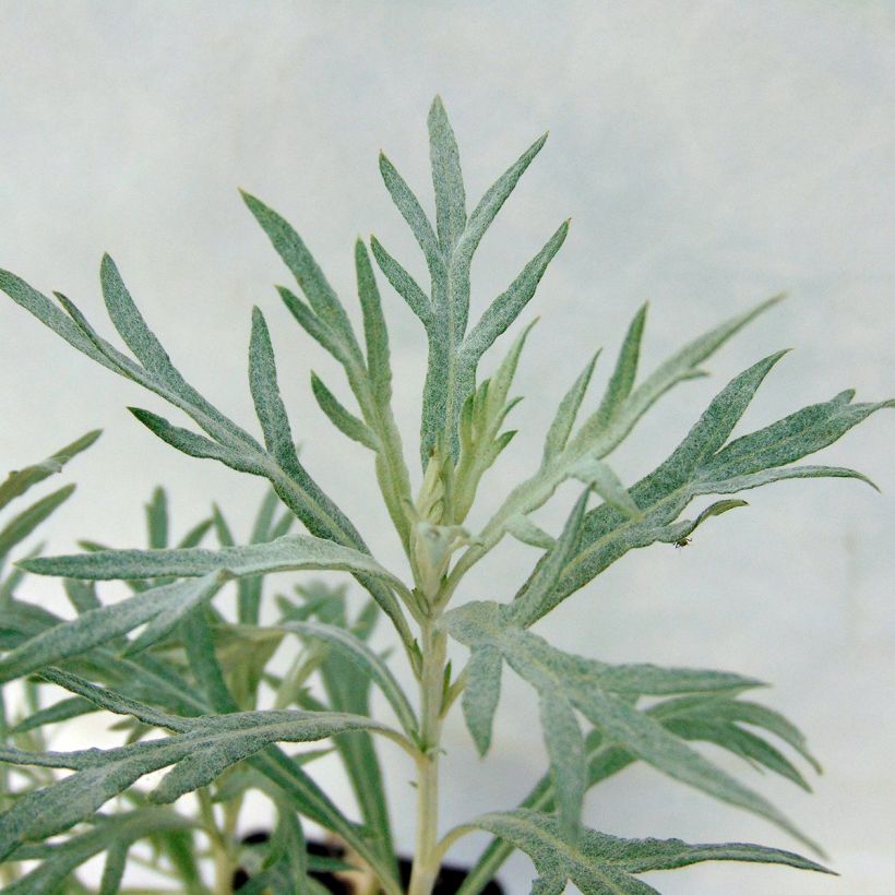 Artemisia ludoviciana Silver Queen - Westerse bijvoet (Blad)