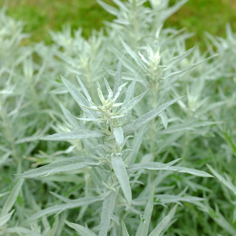 Artemisia ludoviciana Silver Queen - Westerse bijvoet (Blad)