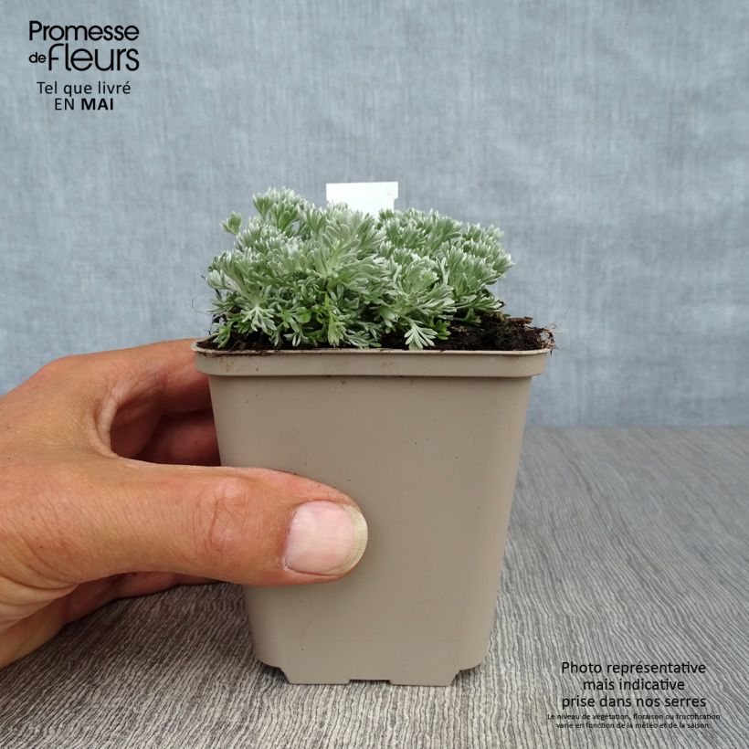 Exemplaar van Artemisia schmidtiana Nana - Alsem Kweekpotje van 8/9 cm zoals geleverd in de lente