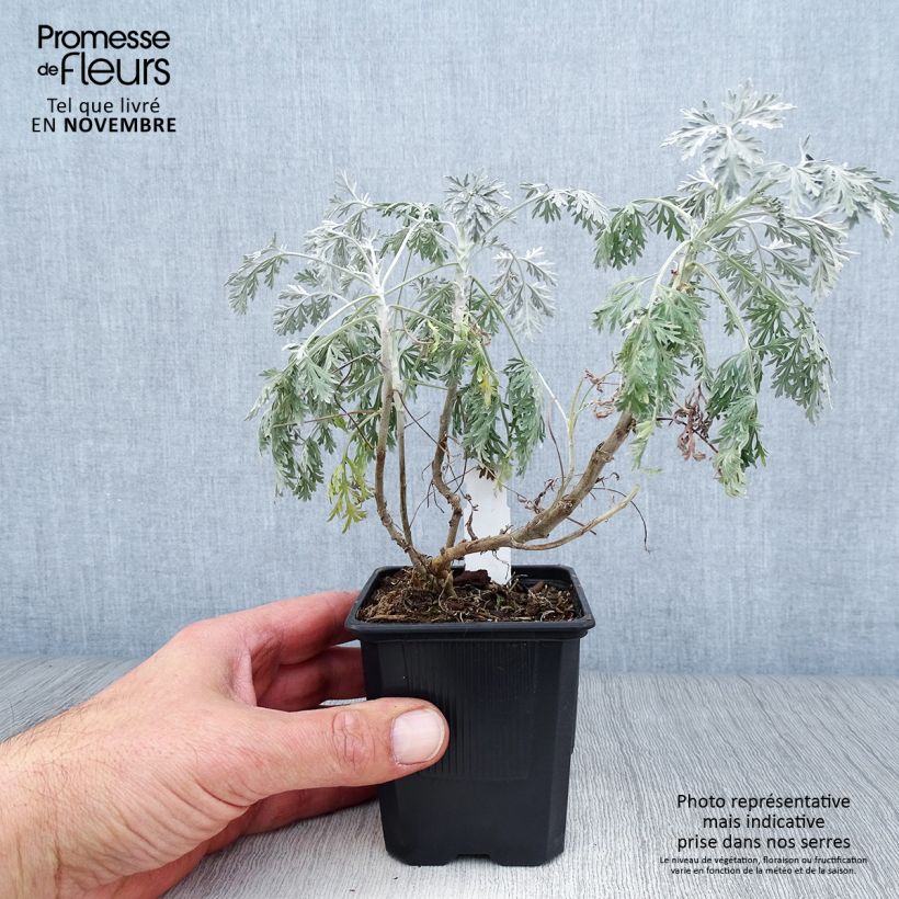 Exemplaar van Artemisia arborescens Powis Castle - Alsem Kweekpotje van 8/9 cm zoals geleverd in de herfst