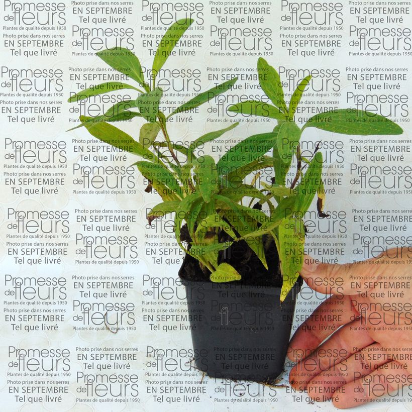 Voorbeeld van een exemplaar van Arnica chamissonis - Valkruid Kweekpotje van 8/9 cm zoals geleverd