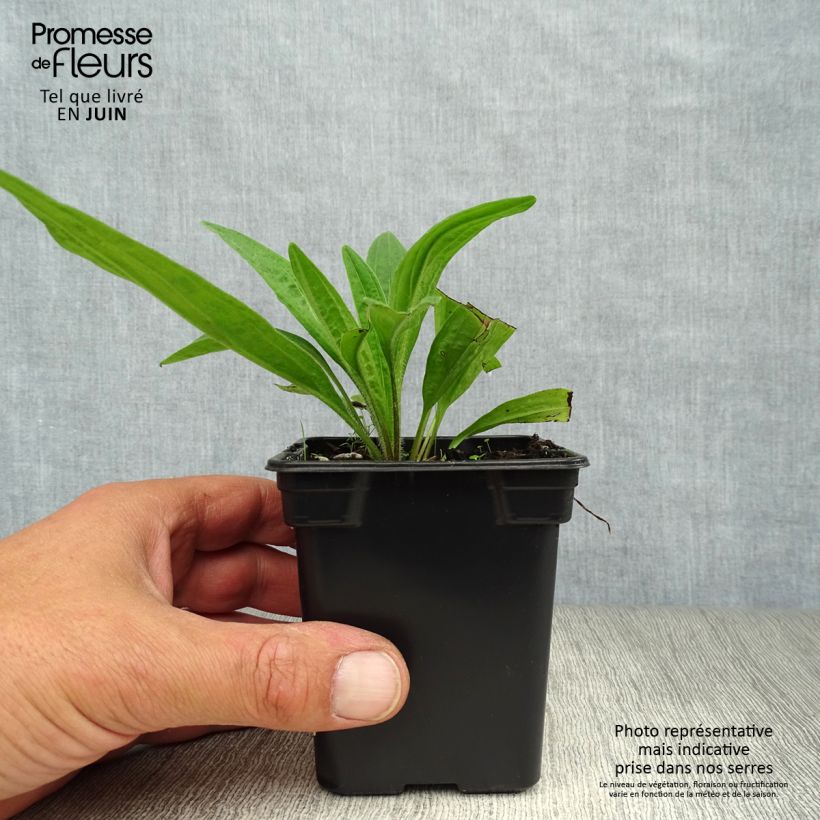 Exemplaar van Valkruid BIO - Arnica montana Kweekpotje van 7/8 cm zoals geleverd in de zomer