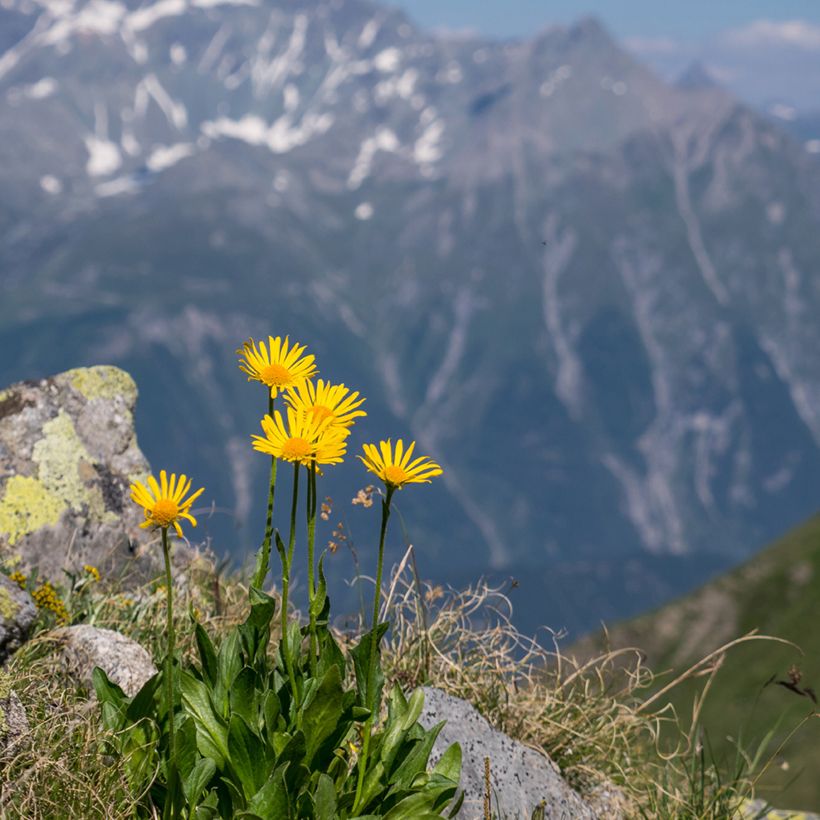 Valkruid - Arnica montana (zaden) (Groeiplaats)