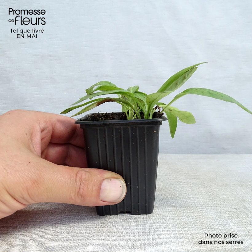 Exemplaar van Valkruid - Arnica montana Kweekpotje van 8/9 cm zoals geleverd in de lente