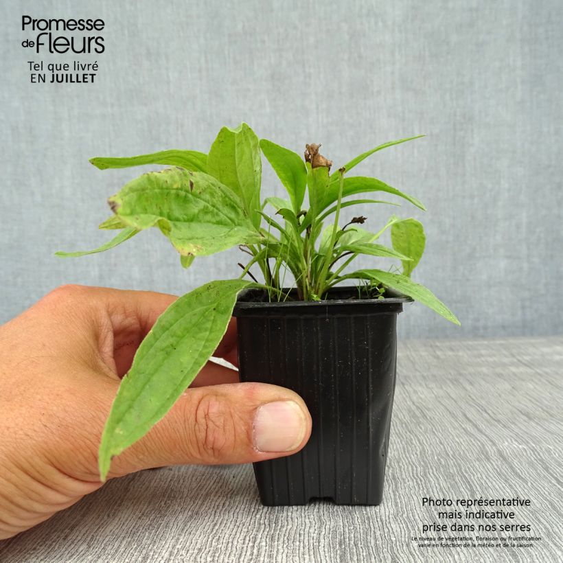 Exemplaar van Valkruid - Arnica montana Kweekpotje van 8/9 cm zoals geleverd in de zomer