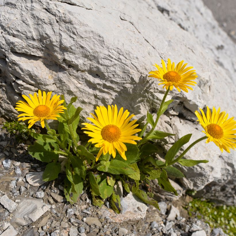 Valkruid - Arnica montana (Groeiplaats)
