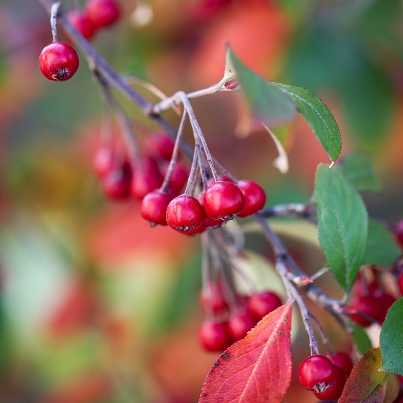 Aronia arbutifolia Brilliant - Appelbes (Oogst)