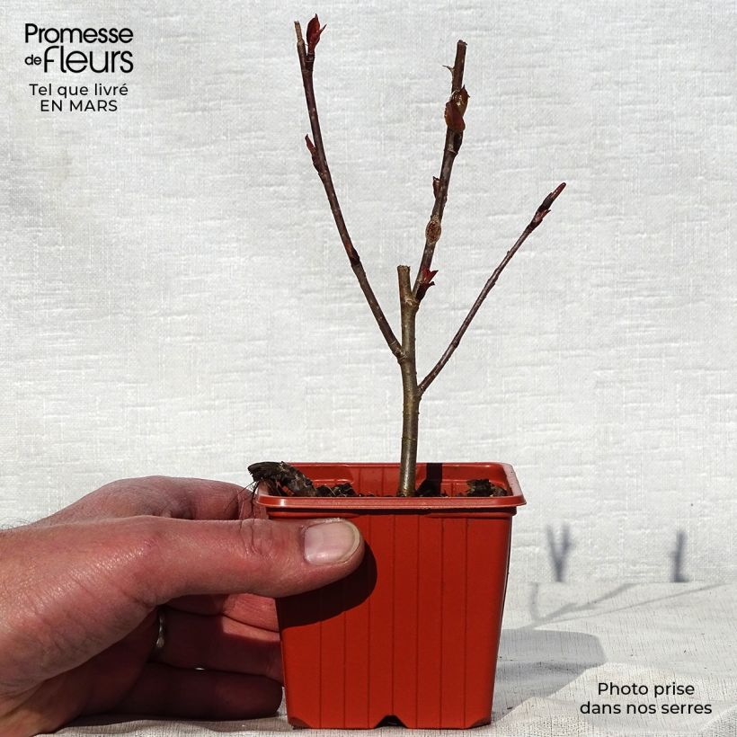 Exemplaar van Aronia arbutifolia Brilliant - Appelbes Kweekpotje van 8/9 cm zoals geleverd in de lente