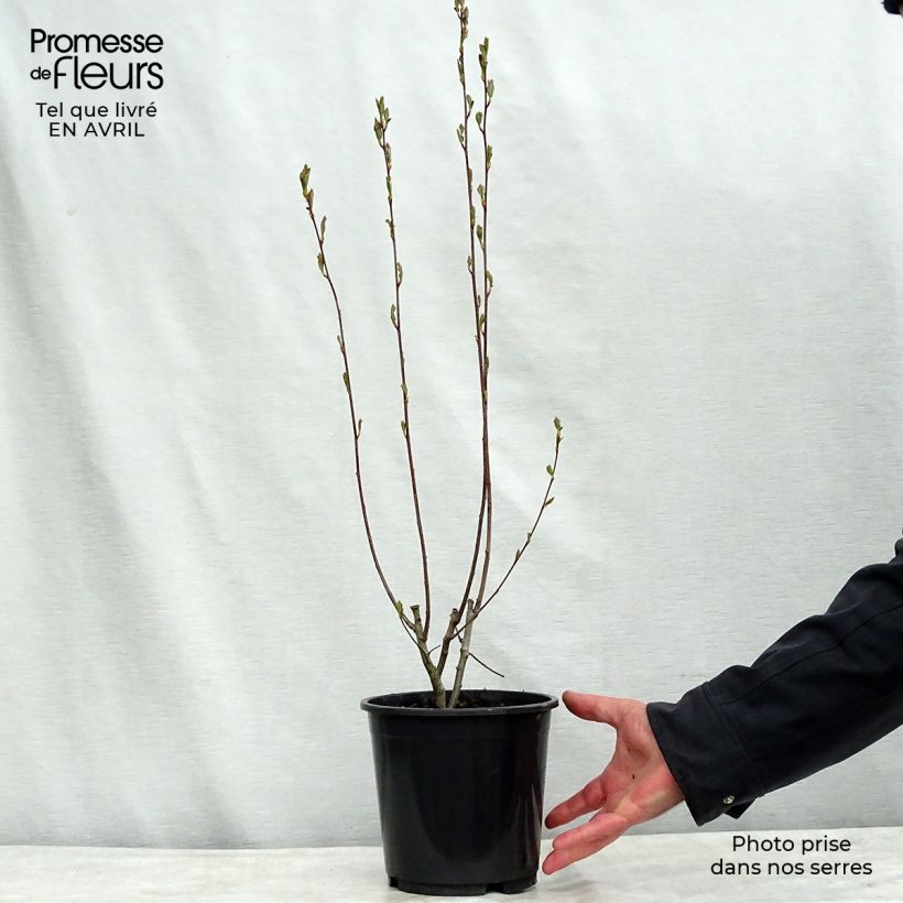 Exemplaar van Aronia arbutifolia Brilliant - Appelbes Pot van 2 l/3 l zoals geleverd in de lente