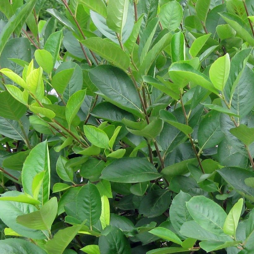 Aronia melanocarpa - Zwarte appelbes (Blad)
