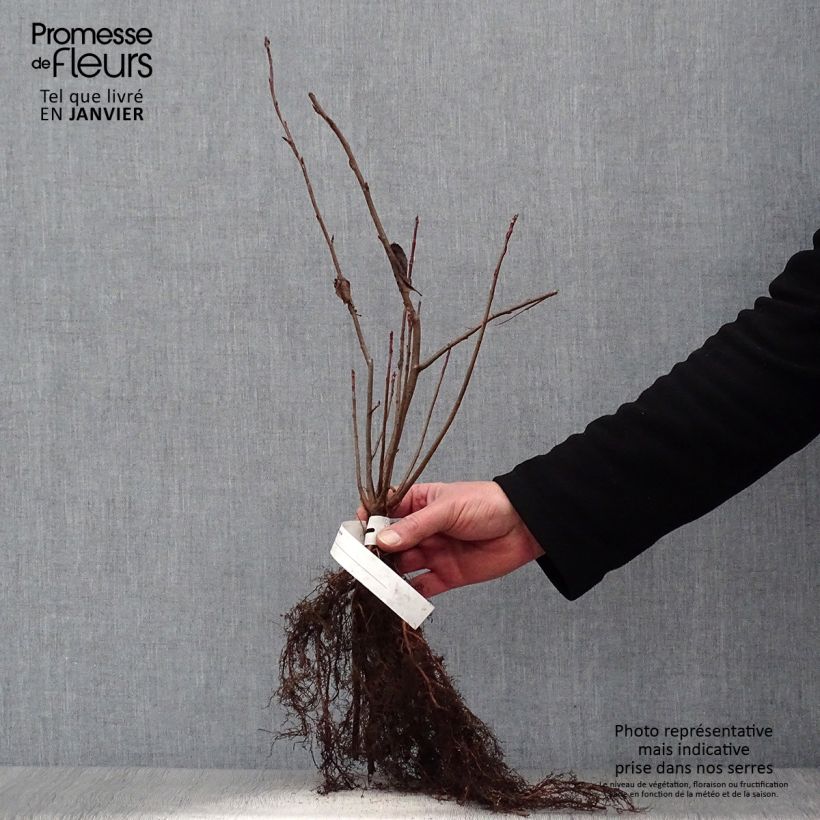 Exemplaar van Aronia melanocarpa - Zwarte appelbes Naakte wortel zoals geleverd in de winter