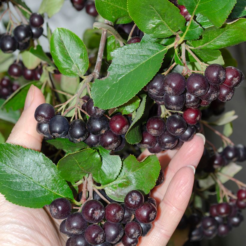 Aronia melanocarpa - Zwarte appelbes (Oogst)