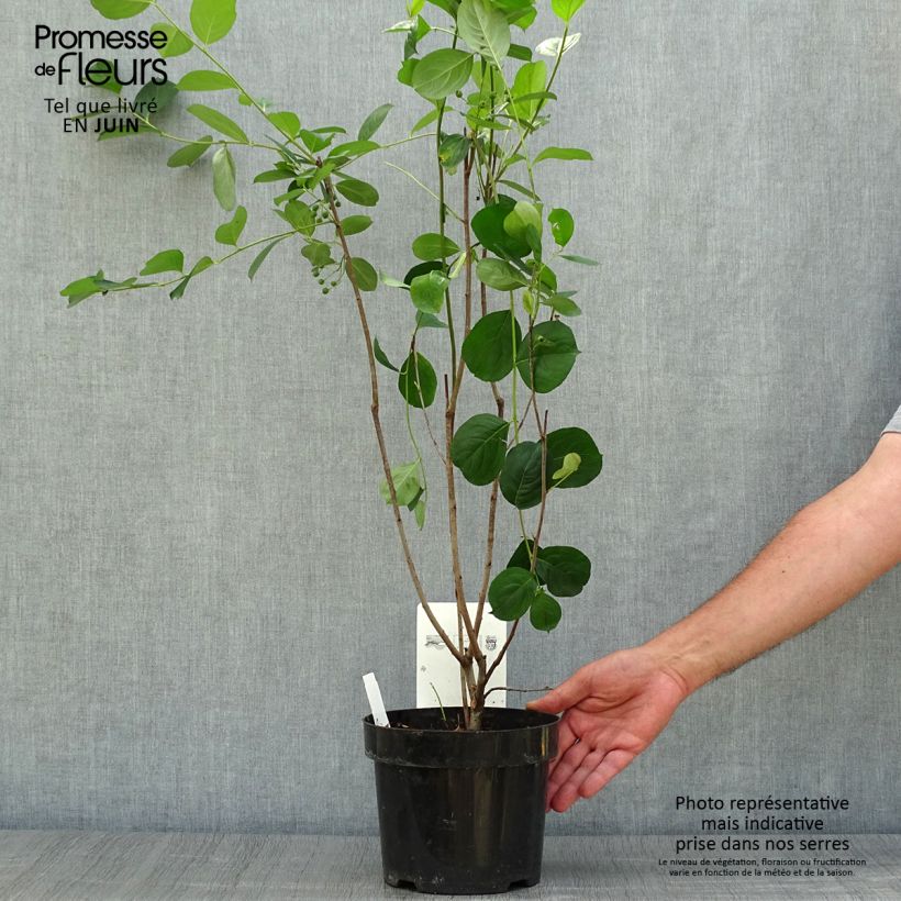 Exemplaar van Aronia melanocarpa Autumn Magic - Zwarte appelbes Pot van 2 l/3 l zoals geleverd in de zomer