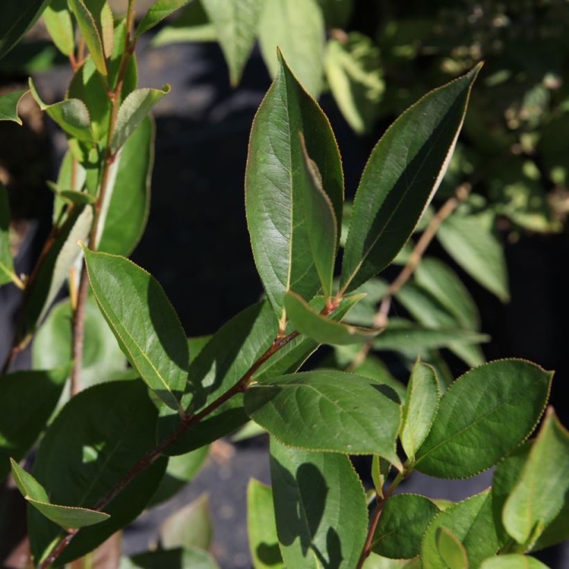 Aronia melanocarpa Hugin - Zwarte appelbes (Foliage)