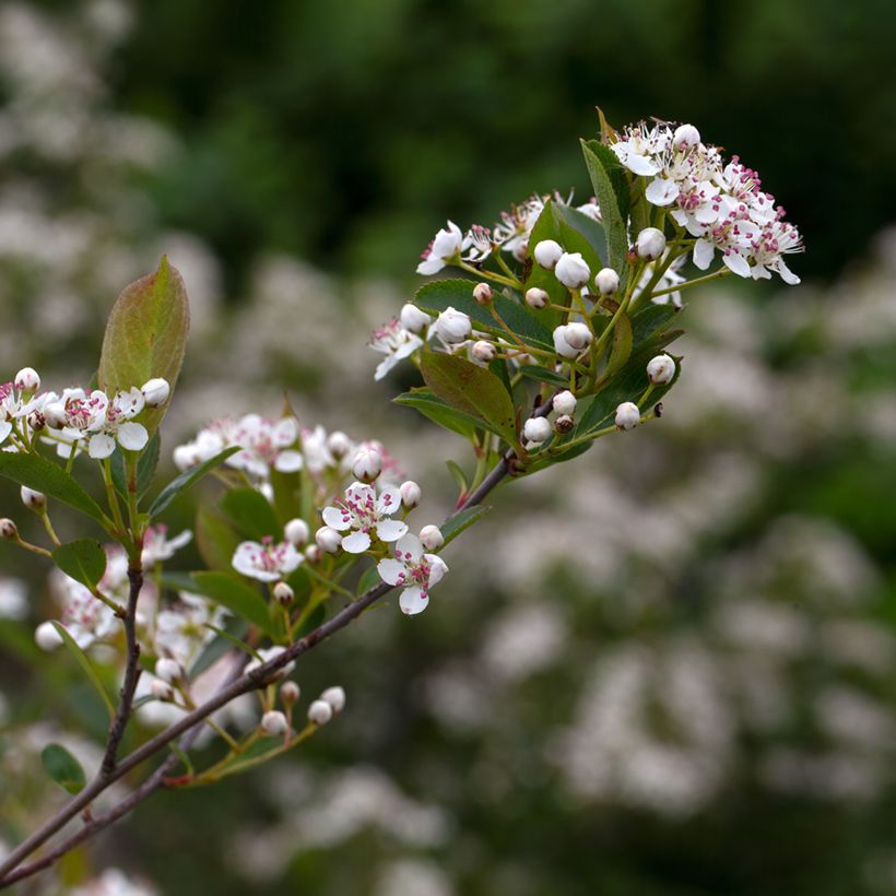 Aronia melanocarpa Hugin - Zwarte appelbes (Bloei)