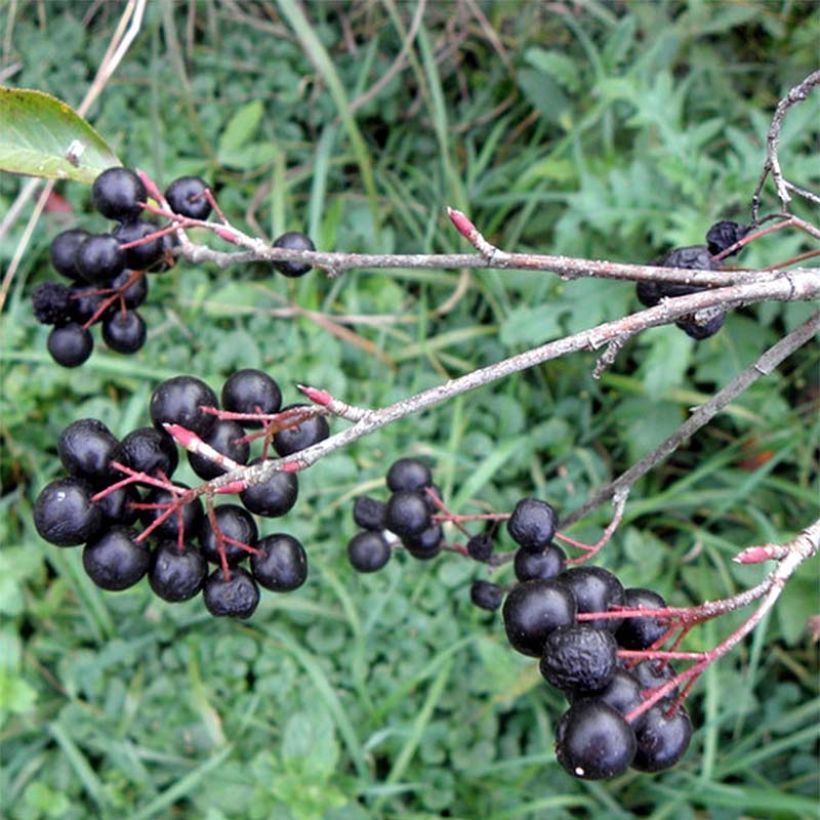Aronia melanocarpa Professor Ed - Zwarte appelbes (Harvest)