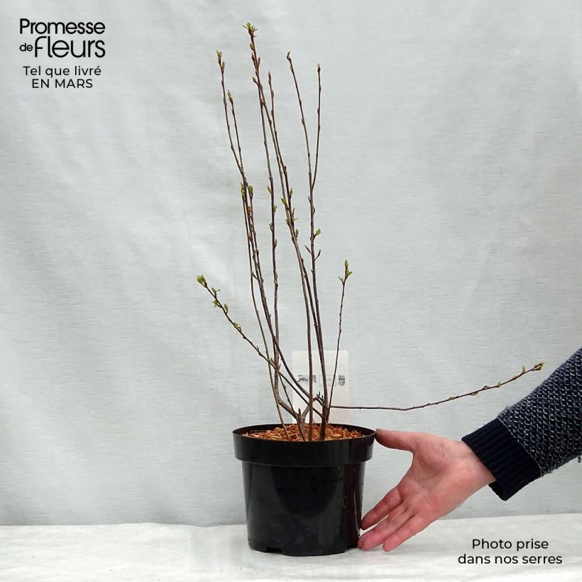Example of Aronia melanocarpa Professor Ed - Zwarte appelbes Pot van 2 l/3 l as you get in printemps