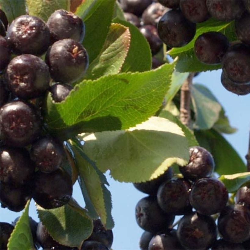 Appelbes Nero - Aronia (Foliage)