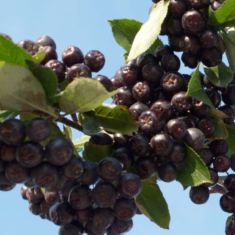 Appelbes Nero - Aronia (Harvest)