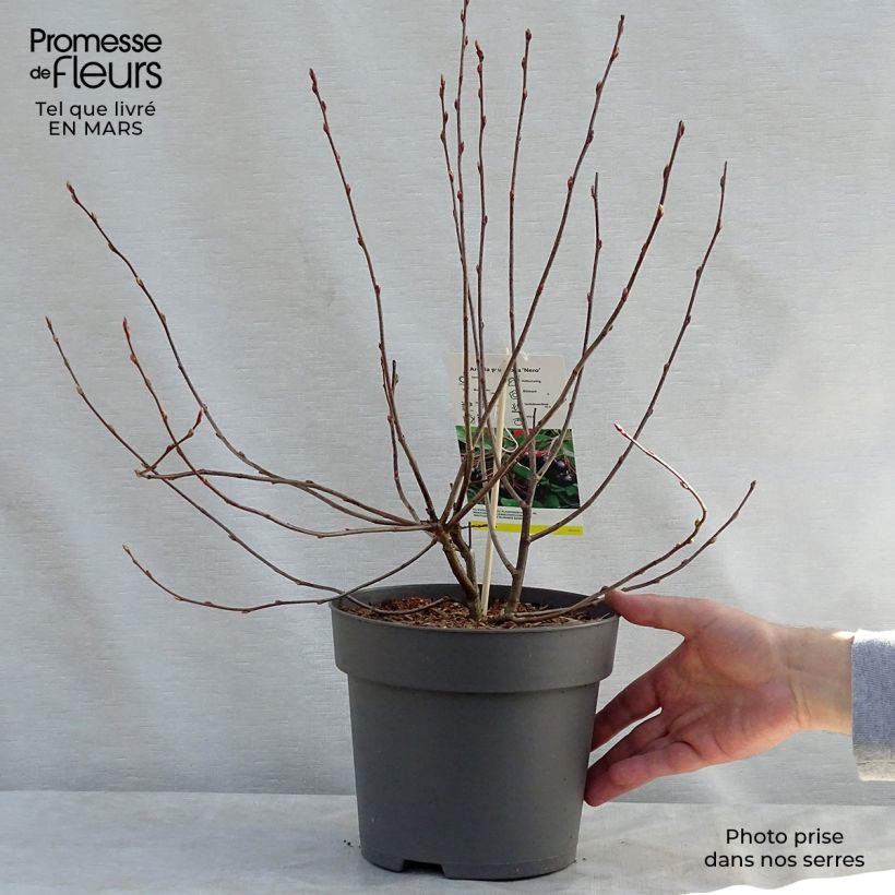 Example of Appelbes Nero - Aronia Pot van 1,5 l/2 l as you get in printemps