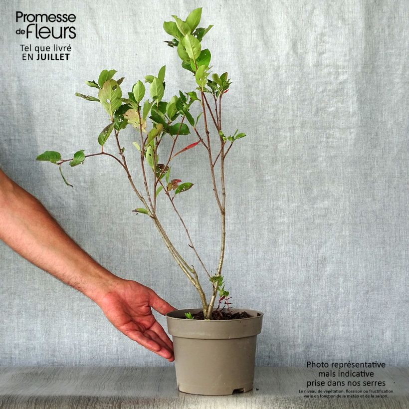 Exemplaar van Appelbes Nero - Aronia Pot van 1,5 l/2 l zoals geleverd in de zomer