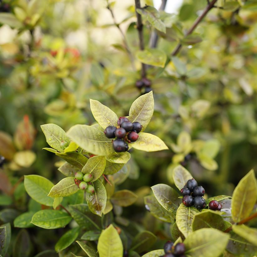 Aronia prunifolia Viking - Appelbes (Oogst)