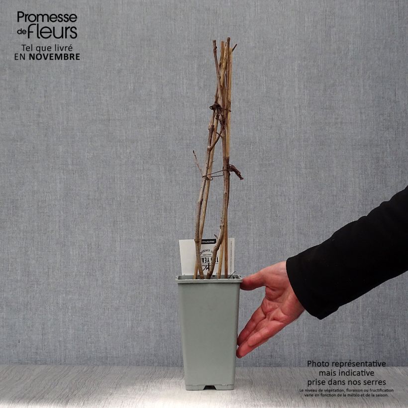 Exemplaar van Aronia prunifolia Viking - Appelbes Pot van 1,5 l/2 l zoals geleverd in de herfst