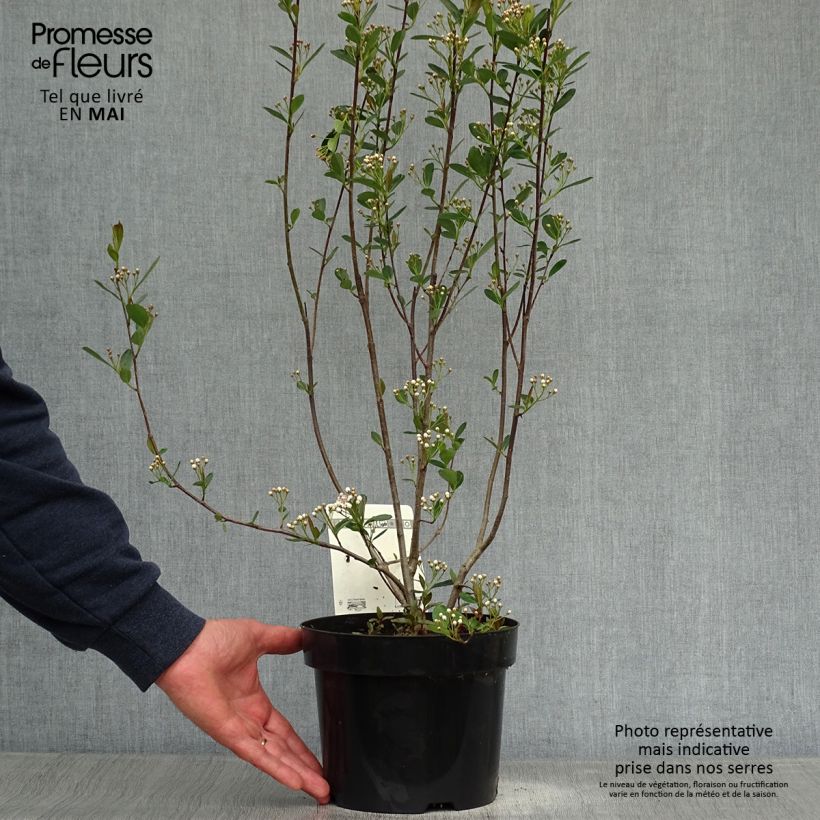 Example of Aronia melanocarpa Hugin - Zwarte appelbes Pot van 2 l/3 l as you get in printemps