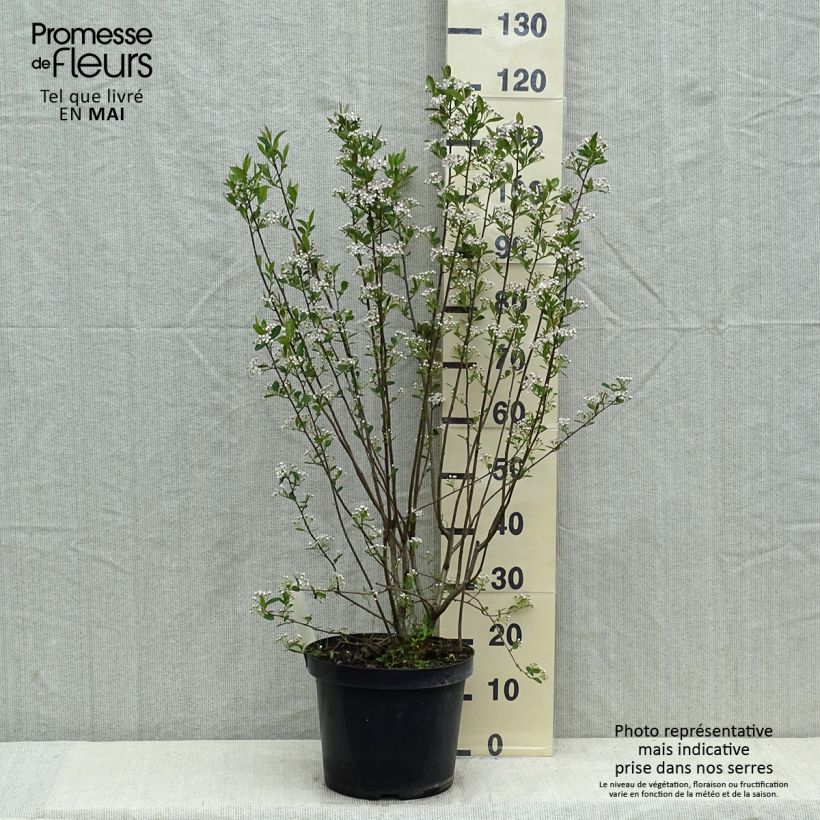 Example of Aronia melanocarpa Hugin - Zwarte appelbes Pot van 7,5 l/10 l as you get in printemps