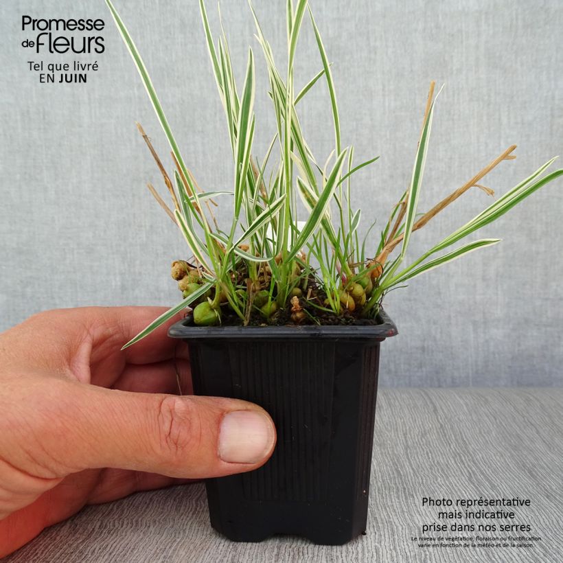 Exemplaar van Arrhenatherum bulbosum Variegatum - Glanshaver Kweekpotje van 8/9 cm zoals geleverd in de zomer