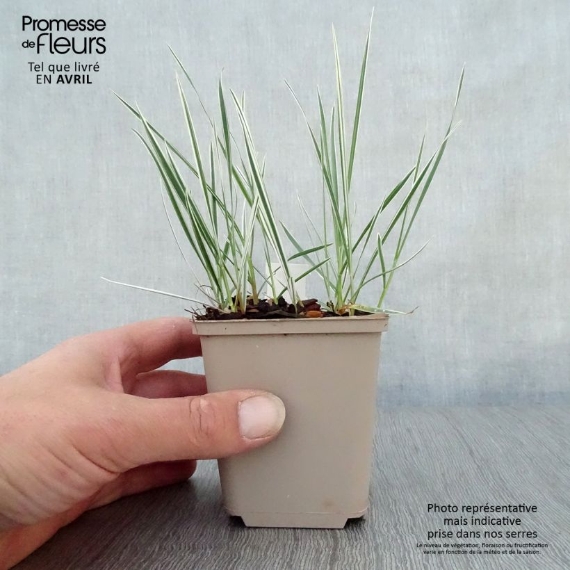 Exemplaar van Arrhenatherum bulbosum Variegatum - Glanshaver Kweekpotje van 8/9 cm zoals geleverd in de lente