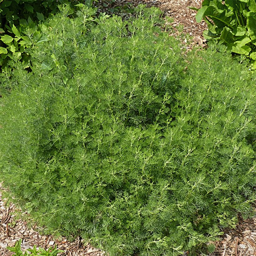 Artemisia abrotanum - Citroenkruid (Groeiplaats)