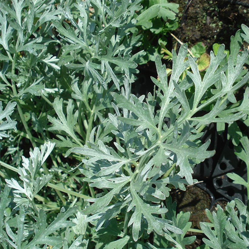 Artemisia absinthium Lambrook Silver - Absintalsem (Blad)
