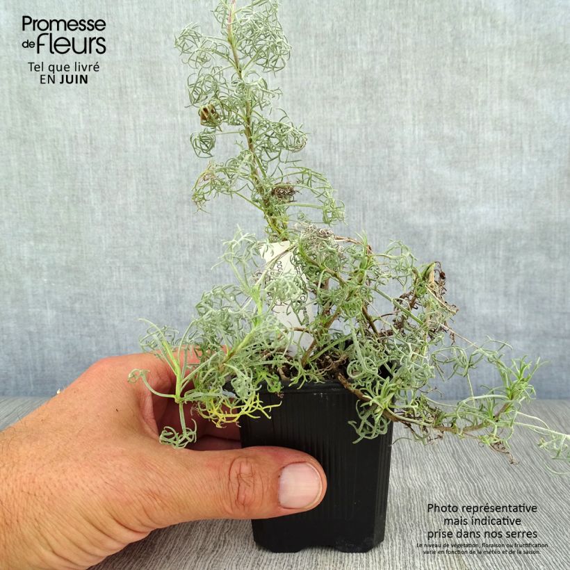 Exemplaar van Artemisia alba Canescens - Alsem Kweekpotje van 8/9 cm zoals geleverd in de zomer