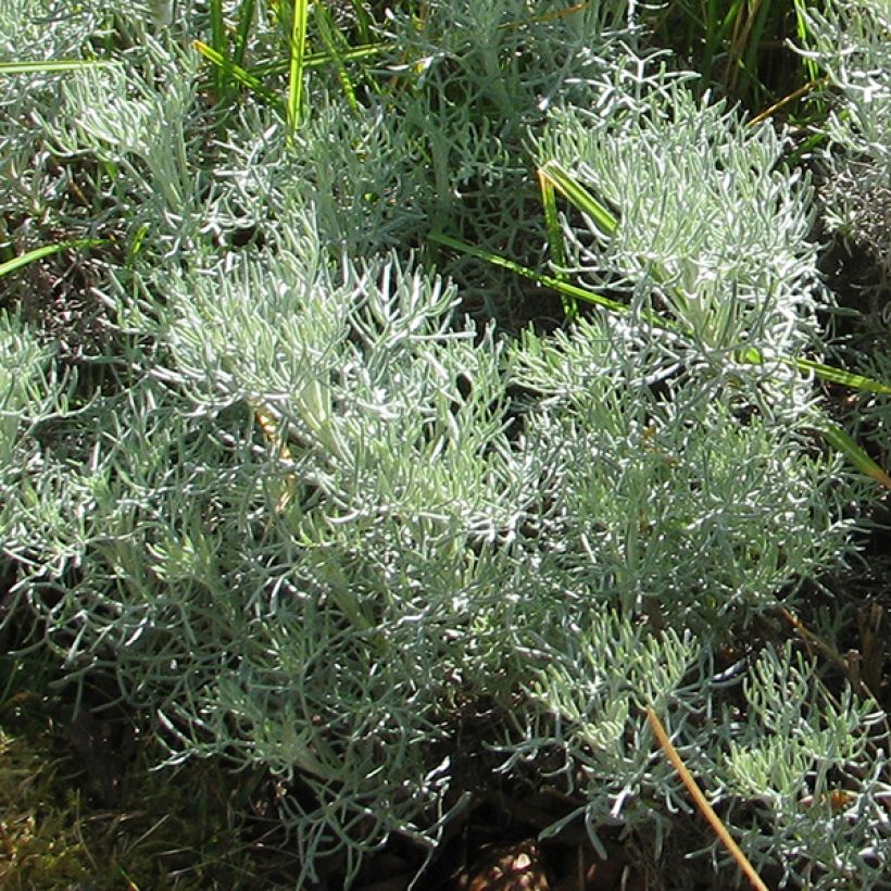 Artemisia alba Canescens - Alsem (Blad)